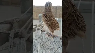 شکار کے لیے بہت ہی خوبصورت اواز بٹیر شکاری کی اواز #bird شکاری بٹیر کی بہت خوبصورت اواز