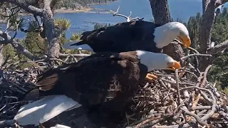 FOBBV🦅A Day In The Life Of Jackie & Shadow❤️️Major Renovations, Stickfest & Mating!@🌲2024-04-25