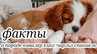 🐶факты о породе кавалер кинг чарльз спаниель🐶