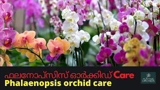 Phalaenopsis orchid care/Orchid care for beginners/phalaenopsis orchid care in malayalam
