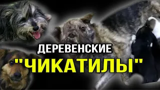 Больных собак с щенками едва не сожгли, а после поехали добивать