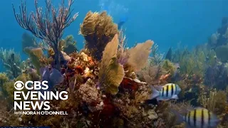 Scientists work to save Florida's coral reef