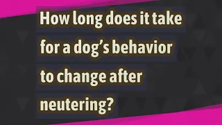 How long does it take for a dog's behavior to change after neutering?