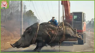 ¿Cómo tratan los cazadores estadounidenses con jabalíes salvajes gigantes de 500 kilogramos?