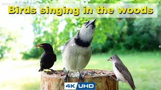 ASMR 4 HOURS of Birds Singing, No loop, 4K Bird Video, Digital Stress Relief Therapy, Cat TV, AW 048