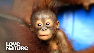 These Apes Are Just Like Humans! | Love Nature