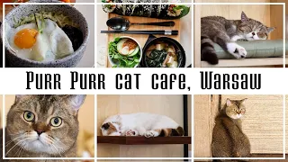 Purr Purr Cat Cafe, Warsaw