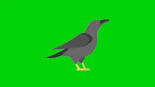 Crow Bird Green Screen Animation Effects With Sound HD video