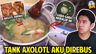 TANK AXOLOTL AKU TERPAKSA AKU REBUS GARA-GARA MAKHLUK INI! KANDANG NAGA AIR SUDAH JERNIH!