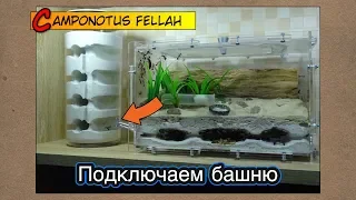 Феллахов битком, подключаем башню ● Camponotus fellah