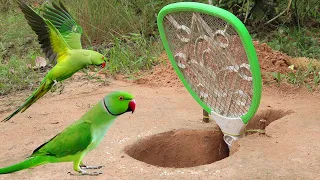 New Creative! Fantastic Underground Parrot Bird Trap | How To Catch Parrot Easy