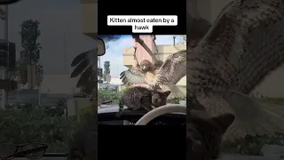 Kitten Almost Eaten By Hawk! #cat #animals #kitten #shorts #shortvideo