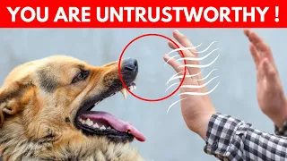 Dogs Amazing Skills | Spotting Bad People and Other Incredible Abilities Explained