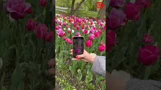 Много-много-много тюльпанов в Белгороде🌷