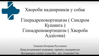 Dog's Breeder expert. Патології наднирників у собак. Катерина Тищенко. 03.03.24