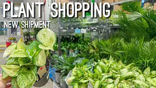 Plant Shopping at Multiple Big Box Stores 2022 | Lowes & Home Depot Houseplant Tour