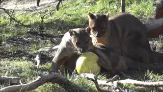 Fossa berikning med melon