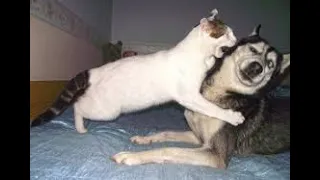 FUNNY ANIMALS 😂 | laugh challenge | 2024 cat videos