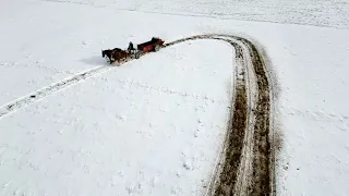 What is the OFF Horse & the NIGH horse?? // Draft Horses Spreading Manure in the Snow! #585