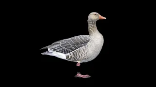 Greylag Goose