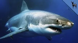 We Know What Ate The 9 Foot Great White Shark