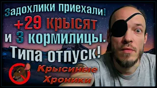 Плюс 29 крысят и 3 кормилицы. Прощай мой отпуск, или "Где видосы, Росс?". 🐭(Fancy - Wild Rats)🐭