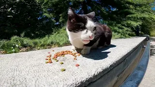 an adorable one-eyed tuxedo cat with the sweetest meows for food