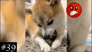 Angry Dogs Compilation | WOF!