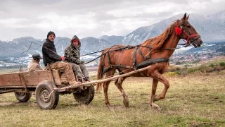 Traditional Romanian Farmers Market - Horses Cows Pigs Sheepdogs Tack Animals Culture History