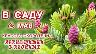 ХВОЙНЫЕ В САДУ. ПИХТА БЛЮ ЭМПЕРОР, АКРОКОНА, РОЗЕОСПИКАТА, ПИХТА КОРЕЙСКАЯ, ЕЛЬ СЕРБСКАЯ ПЕНДУЛА