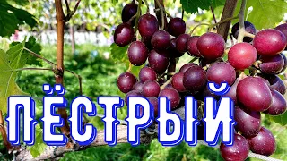 ПЁСТРЫЙ 16.09.2023