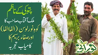 سٹی ناظم پتوکی ملک آفتاب صاحب کا لوسن کا تجربہ | Kohenoor Alfalfa Pattoki City Nazim Malik Aftab