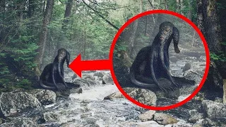 Lo Grabaron En La Selva Amazónica Y Nadie Lo Puede Creer