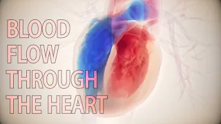 Blood flow inside a beating heart | cardiology animation | cardiac hemodynamics | 3D blood flow