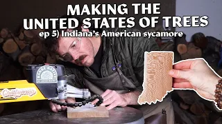 Indiana's American Sycamore | Making the United States out of Native Trees