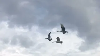 Domestic geese high flight