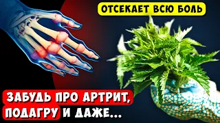 Раньше с Суставами Мучался, а теперь мешки с картошкой Тягаю! Вот что Чинит Крапива ...