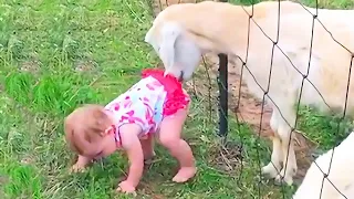 Kids and Babies Feeding Animals in ZOO - Cute Babies Meeting Animals for the first time