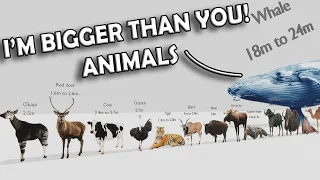 I'M BIGGER THAN YOU (ANIMAL SIZE COMPARISON)