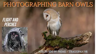 Guide to Photographing Barn Owls (Tragopan V6 Hide Test)