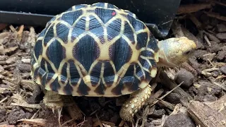 Burmese Star Tortoises (Raising a Breeding Group of Geochelone platynota)