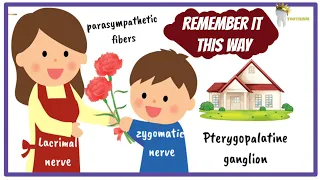 Learn the TRIGEMINAL NERVE This Way To Remember It Forever