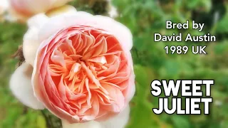 SWEET JULIET ROSE plant by David AUSTIN 1989 UK バラ スイートジュリエット