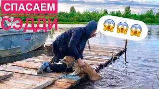 СВАЛИЛСЯ в ВОДУ! Собаки открыли купальный сезон!😍Часть 3