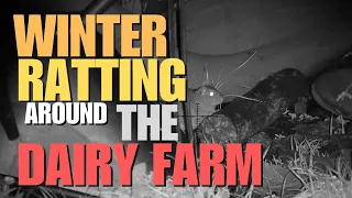 Winter Ratting Around The Dairy Farm - Air Rifle Pest Control