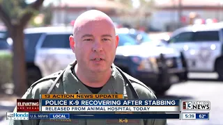 Police K-9 recovering after stabbing