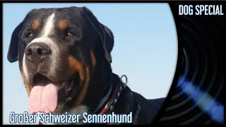 Greater Swiss Mountain Dog - The Molosser Breed for Gourmands - Dogs Special