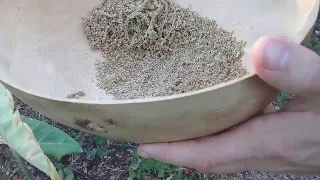 Harvesting Amaranth Seeds