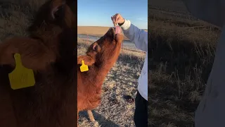 Hungry heifer