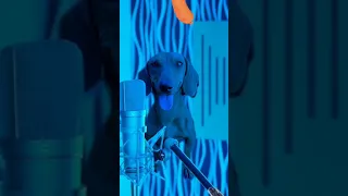 perrito salchicha canta la canción de Shakira #perros